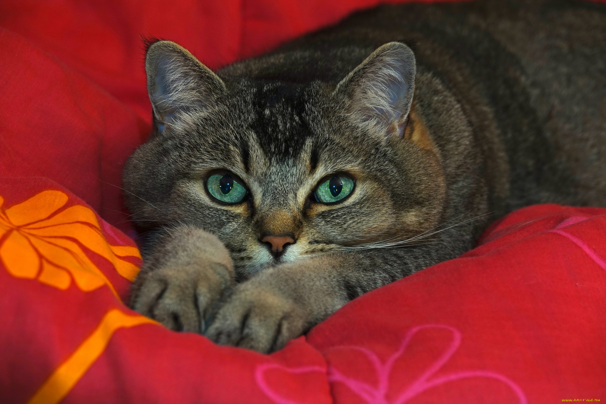 ��������, ����, ���, �����